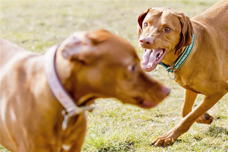 Im Eifer des Gefechts vom Hund gebissen? Dann kann es sinnvoll sein, einen Arzt oder eine Ärztin auf die Wunde schauen zu lassen -  vor allem, wenn sie schmerzt und angeschwollen ist. picture alliance/dpa/dpa-tmn