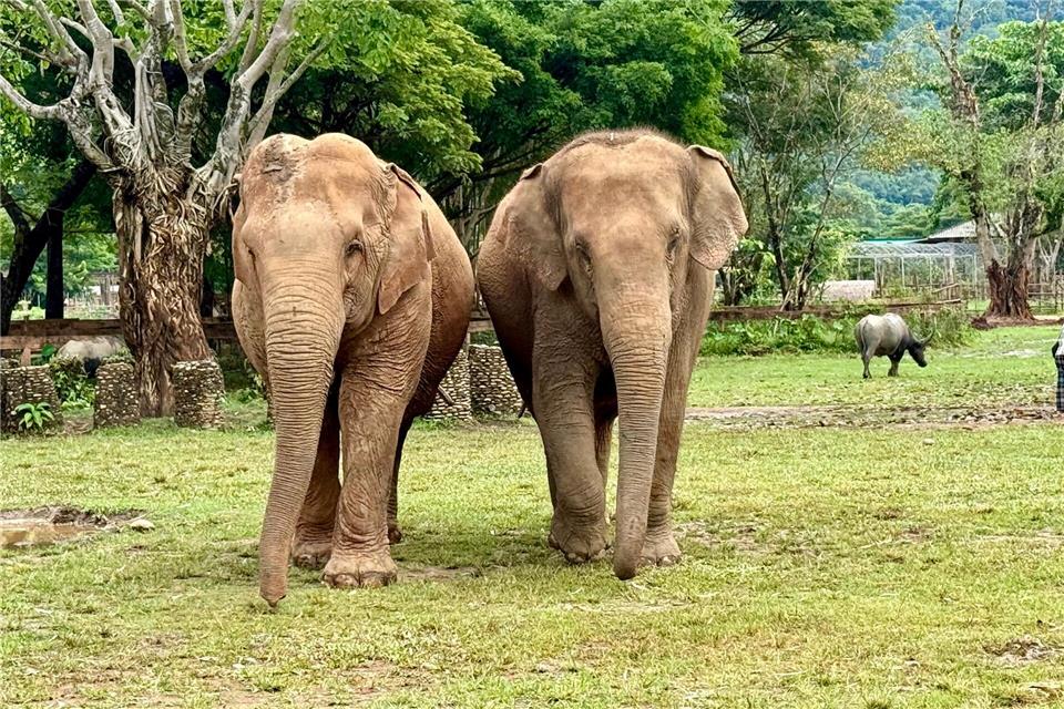 Im Elephant Nature Park können Elefanten nach Jahren der Ausbeutung neue Freundschaften schließen.Carola Frentzen/dpa