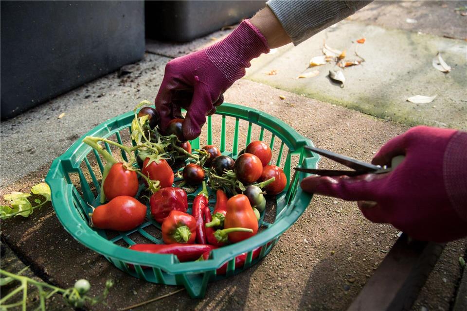 Im Ernteglück: Gut gepflegte Pflanzen liefern frisches Gemüse direkt aus dem Garten.picture alliance / dpa-tmn