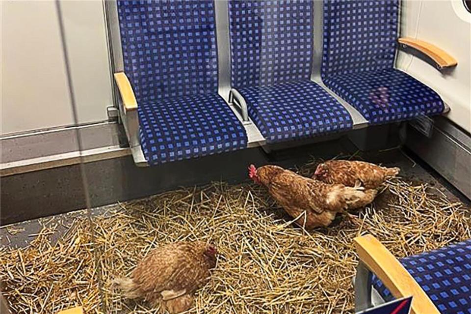 Im Erste-Klasse-Abteil der S-Bahn saßen drei Hennen auf einer Strohschicht. -/Deutsche Bahn AG/dpa
