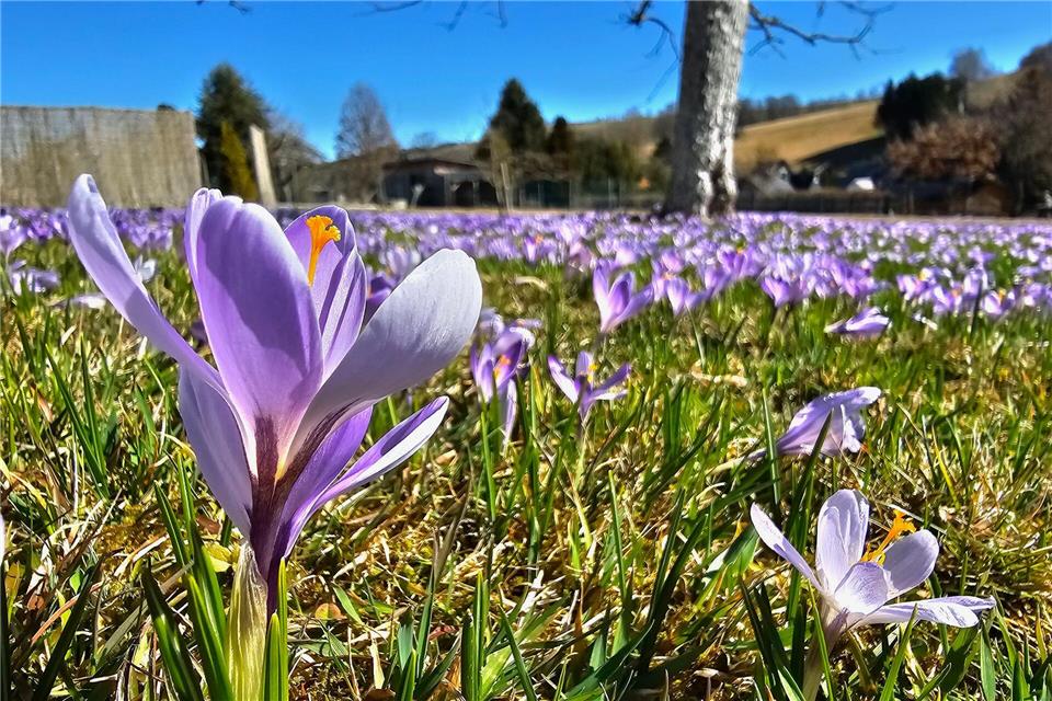 Im Erzgebirge in Drebach blühen die Krokusse. Mike M�ller/dpa