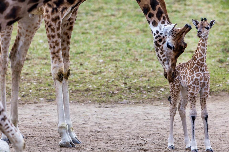 Im Februar 2025 wurde bereits der kleine Mojo im Schweriner Zoo geboren - nun gibt es erneut Familienzuwachs bei den Giraffen. (Illustration)Jens Büttner/dpa