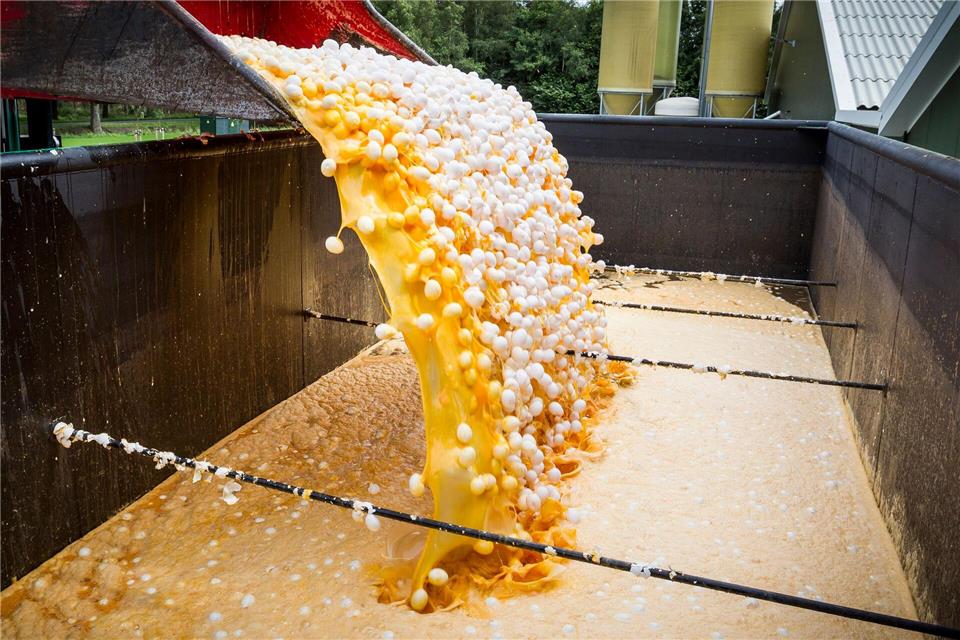 Im Fipronil-Skandal 2017 wurden europaweit Millionen Eier vernichtet und aus dem Verkauf zurückgerufen. (Archivbild)--/Huisman Media/dpa