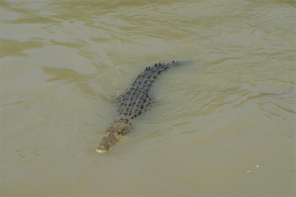 Im Fitzroy River leben zahlreiche Krokodile. (Symbolbild)Carola Frentzen/dpa