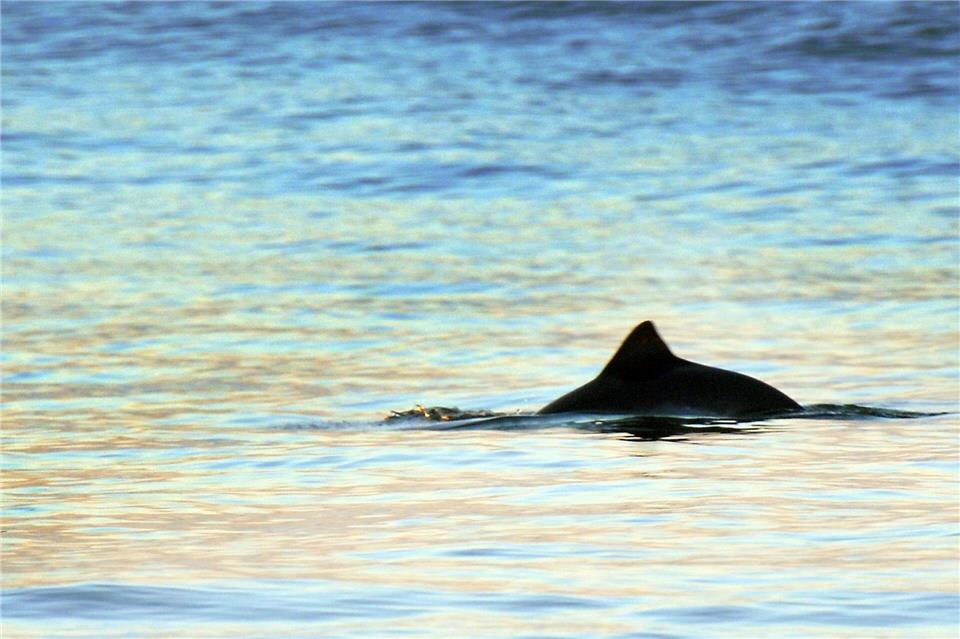 Im Fokus des neuen Netzwerks steht der Schutz der Schweinswale vor Sylt und Amrum, wie auch grundsätzlich der Erhalt der Nordsee als intakter Lebensraum. (Symbolbild)Kay Nietfeld/dpa