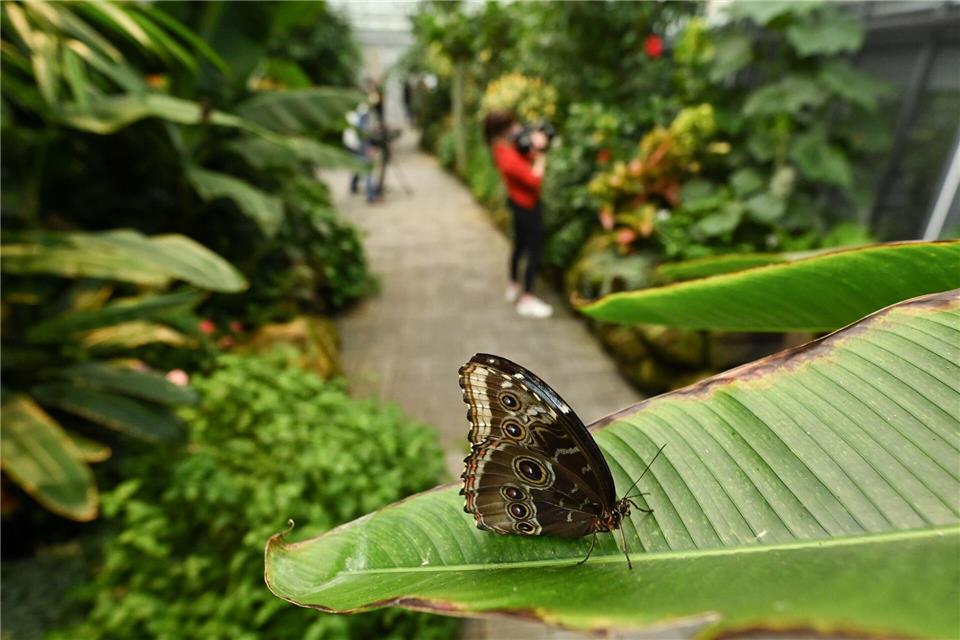 Im Frankfurter Palmengarten wartet das Schmetterlingshaus mit 24 Grad und 80 Prozent Luftfeuchte. (Archivbild)Arne Dedert/dpa