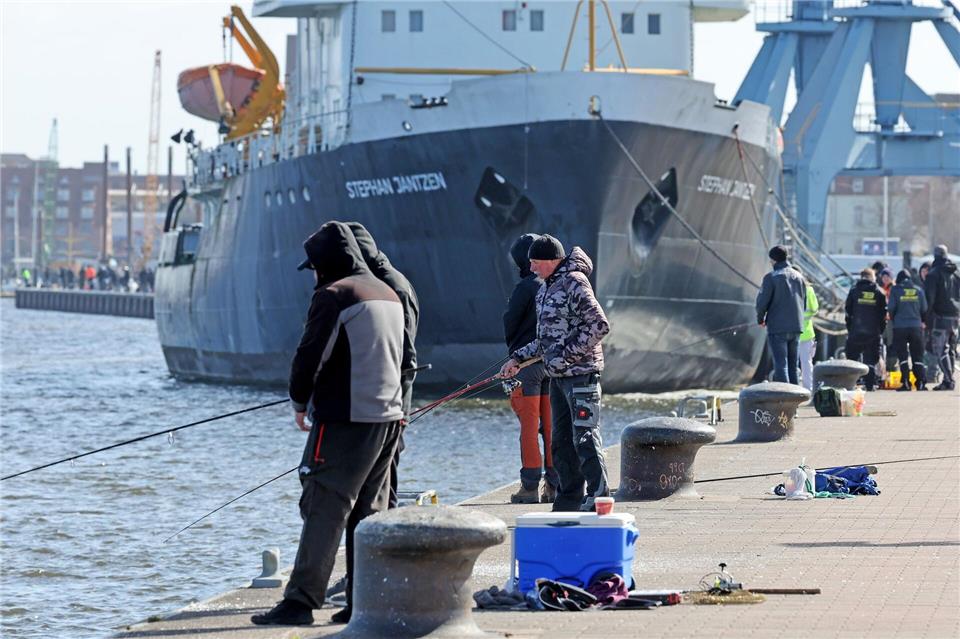 Im Frühjahr kommen die Heringe zum Laichen unter anderem auch in die Hafenbecken.Bernd Wüstneck/dpa