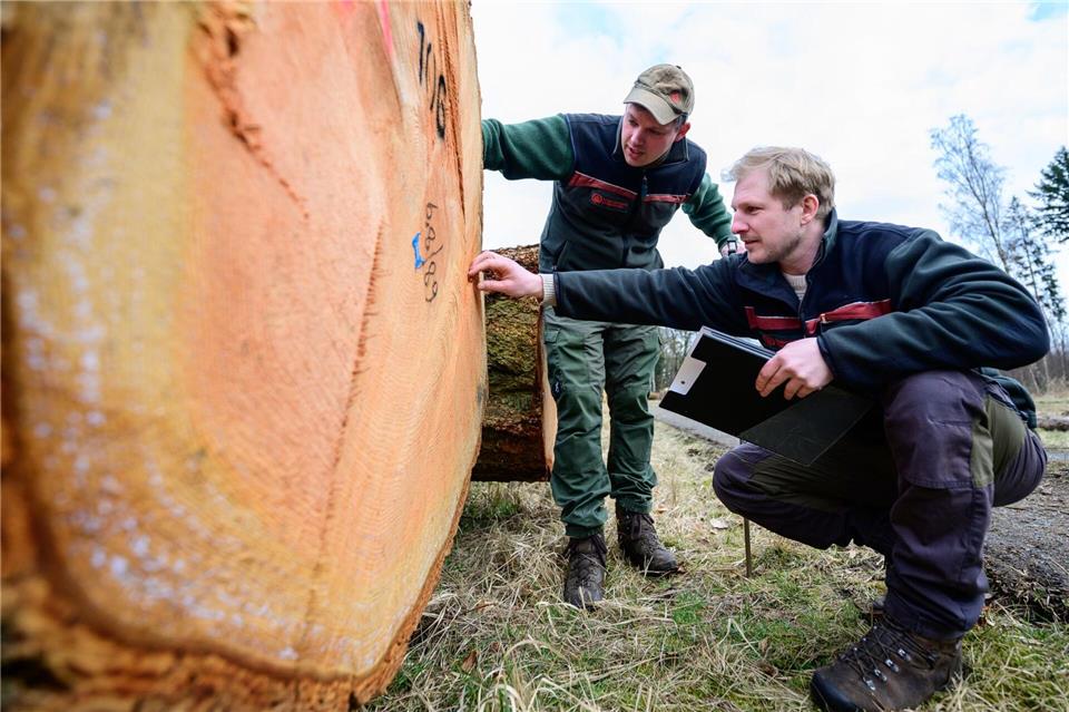 Im Frühjahr versteigern die Landesforsten wertvolle Bäume. (Archivbild)Philipp Schulze/dpa