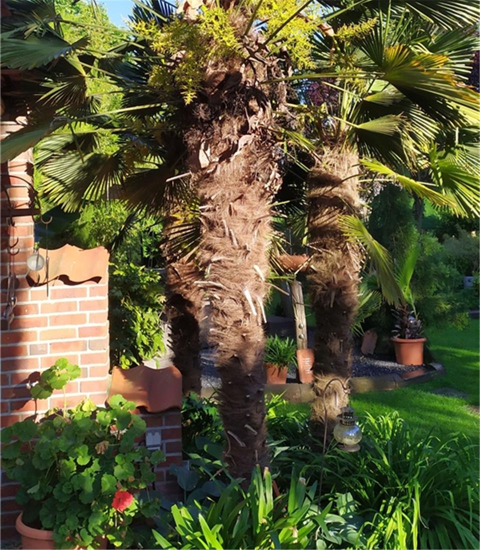 Im Garten der Familie Seggewiß wachsen auch Palmen.