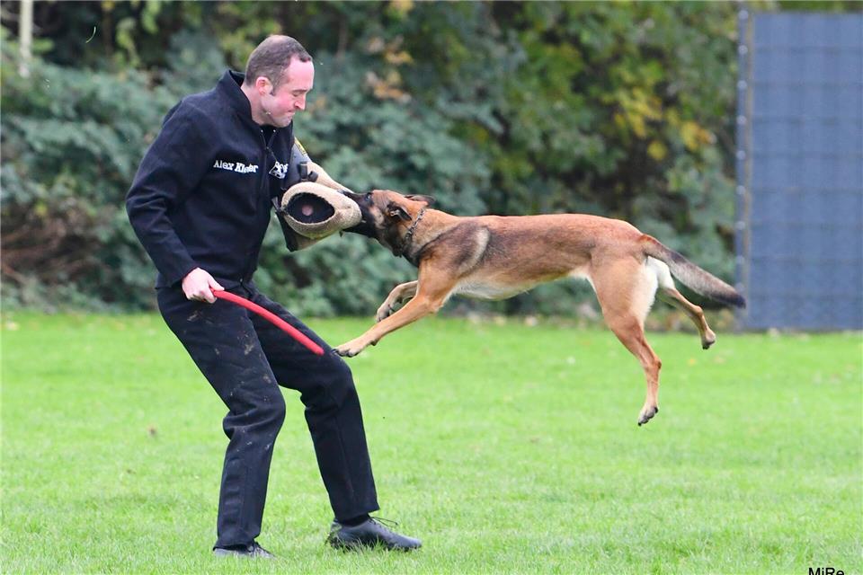 Im Gebrauchshundesport werden die Vierbeiner auch als Schutzhunde ausgebildet.