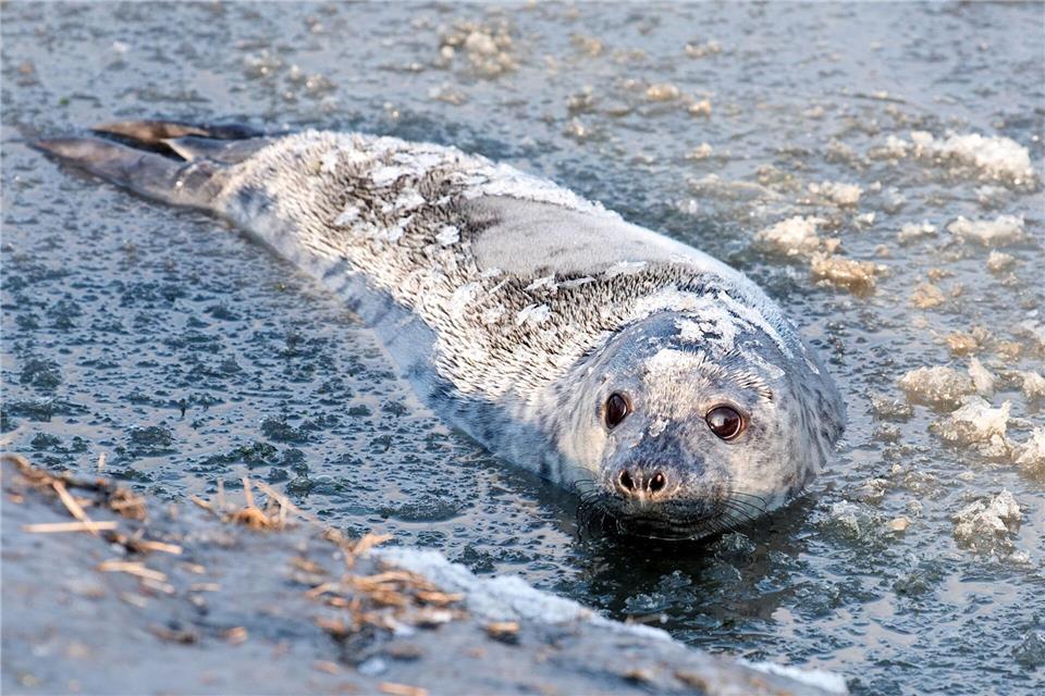 Im Gegensatz zu den Seehunden liegt die Geburtenzeit der Kegelrobben im Winter. Daniel Bockwoldt/dpa