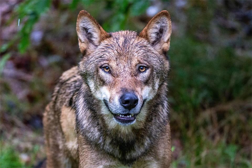 Im Gehege des Nationalparkzentrums Falkenstein im Bayerischen Wald werden Wölfe gehalten, etliche Artgenossen leben aber mittlerweile auch frei in Bayern. (Archivbild)Armin Weigel/dpa