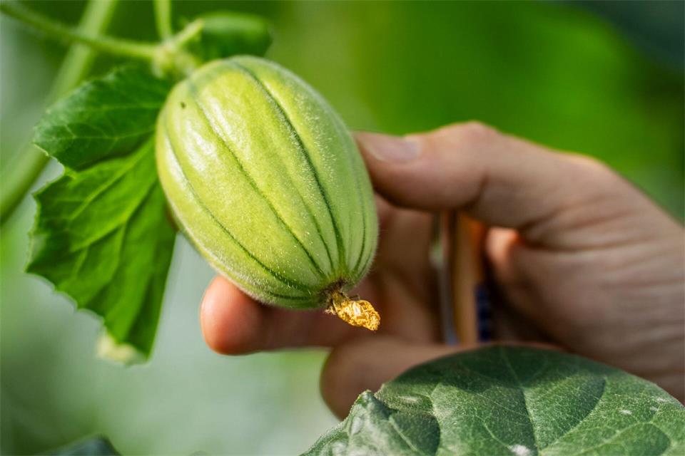 Im Gewächshaus wächst der zweite Satz Melonen dieses Jahr heran.Andreas Arnold/dpa