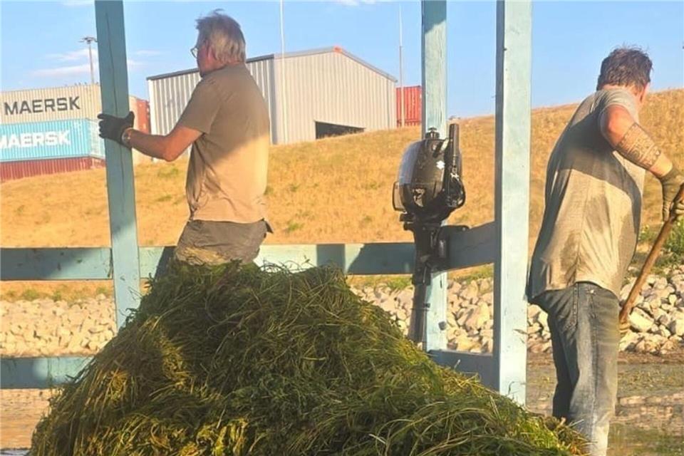 Im Hafen Germersheim wurden in diesem Jahr schon viele Wasserpest-Pflanzen aus dem Wasser geholt, auch hier bereitete das Grün Vereinen Kopfzerbrechen. ---/Landesverband Motorbootsport Rheinland-Pfalz e.V./dpa