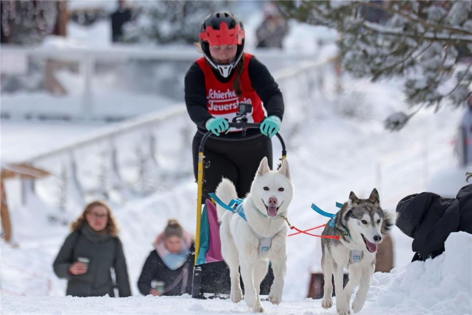 Im Harz sind wieder die Schlittenhunde los.Matthias Bein/dpa