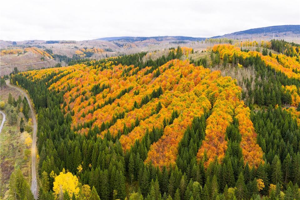 Im Harz sollen bald wertvolle Rohstoffe gesucht werden. (Archivbild)Julian Stratenschulte/dpa