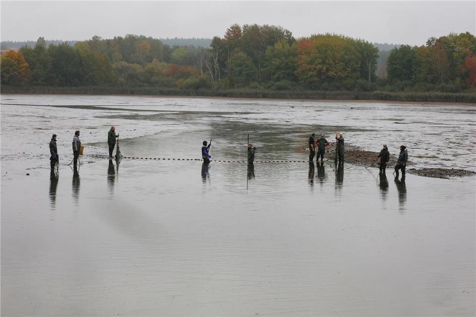 Karpfenteich bei Ilmenau abgefischt Im Herbst werden in Thüringen Karpfenteiche abgefischt. Bodo Schackow/dpa