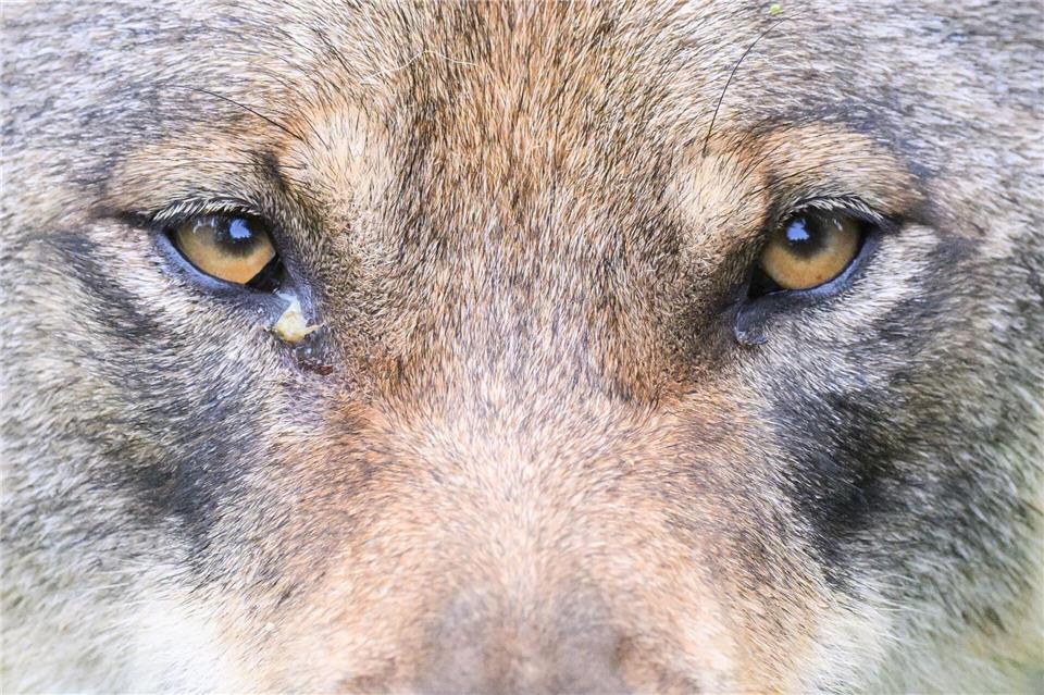 Im Ilm-Kreis ist ein junger Wolf angeschossen und dann eingeschläfert worden. Jetzt winkt eine Belohnung für Hinweise. (Symbolbild)Julian Stratenschulte/dpa