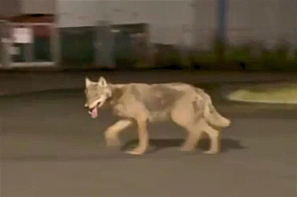 Im Industriepark wurde der mutmaßliche Wolf im Juni gesichtet. Das Bild hat damals Benjamin Essink gemacht.