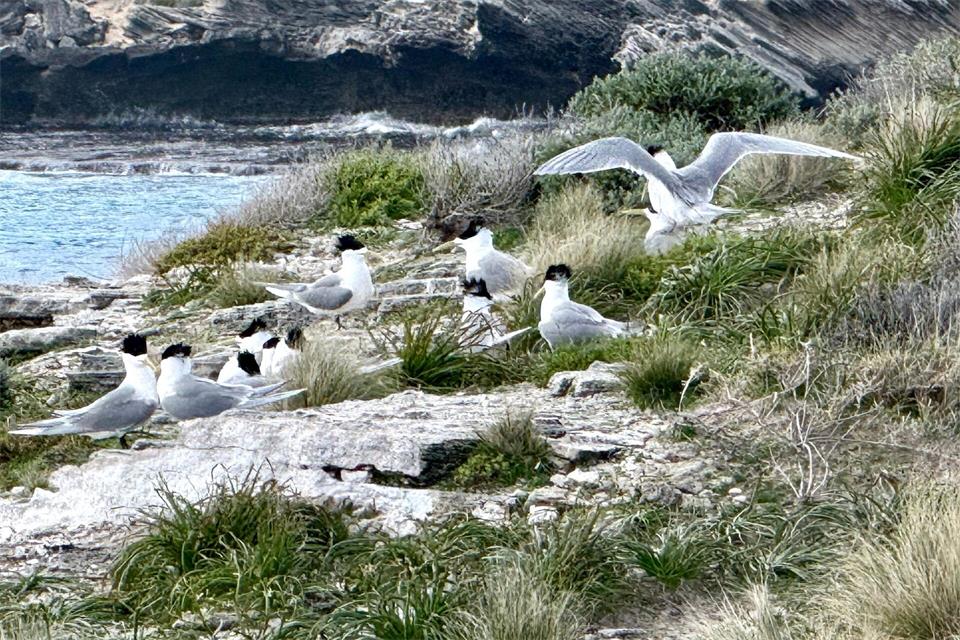 Im Juli war die hochansteckende Virusvariante erstmals bei einem australischen Meeresvogel festgestellt worden: einer Eilseeschwalbe.Carola Frentzen/dpa