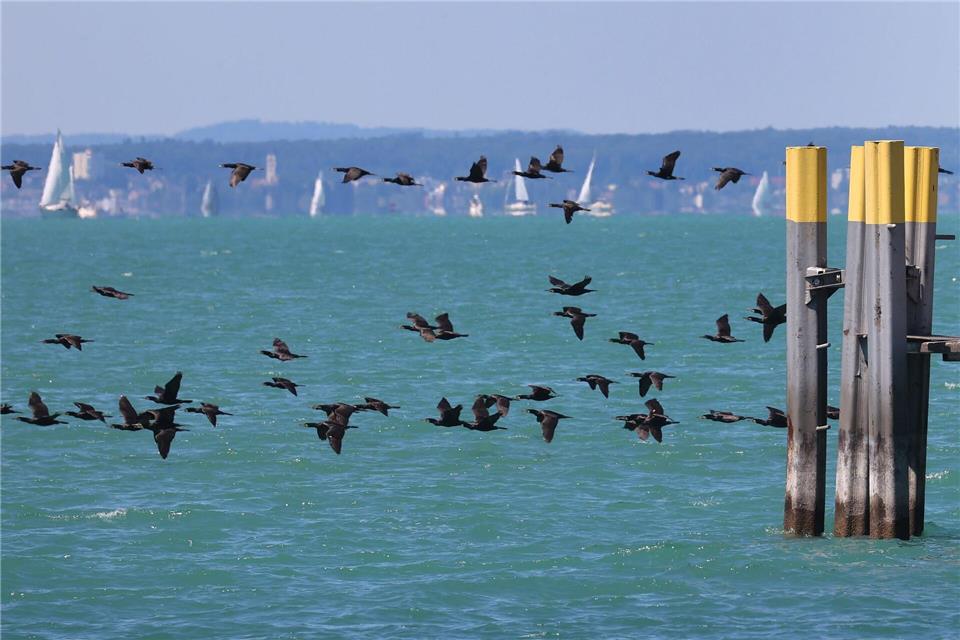 Im Kampf gegen den als Fischräuber berüchtigten Kormoran sollen Anfang des kommenden Jahres Drohnen eingesetzt werden. (Archivbild)Karl-Josef Hildenbrand/dpa