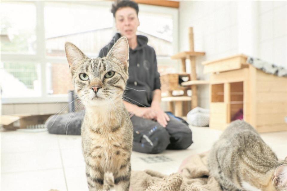 Im Katzenhaus des Tierheims Bocholt kümmert sich Tierpflegerin Kitti um die Tiere.