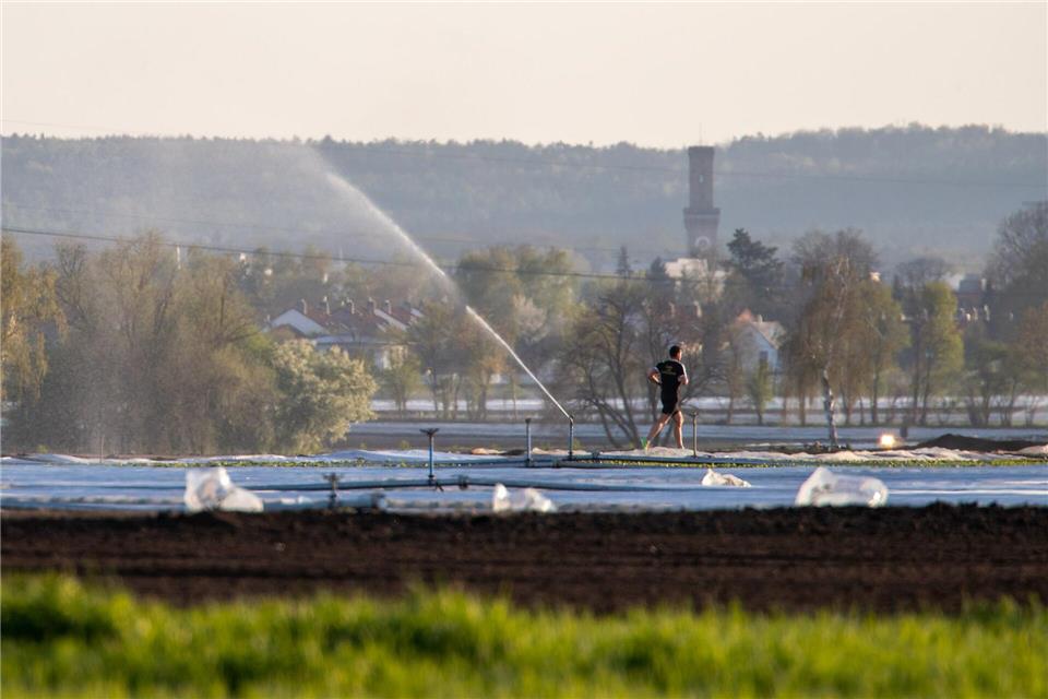 Im Knoblauchsland wird mit Flusswasser bewässert. (Archivbild)Daniel Karmann/dpa