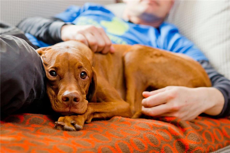 Im Kontakt mit Tieren schüttet unser Körper Oxytocin aus. Dieser Effekt kommt tiergestützten Therapien zugute. Monique Wüstenhagen/dpa-tmn
