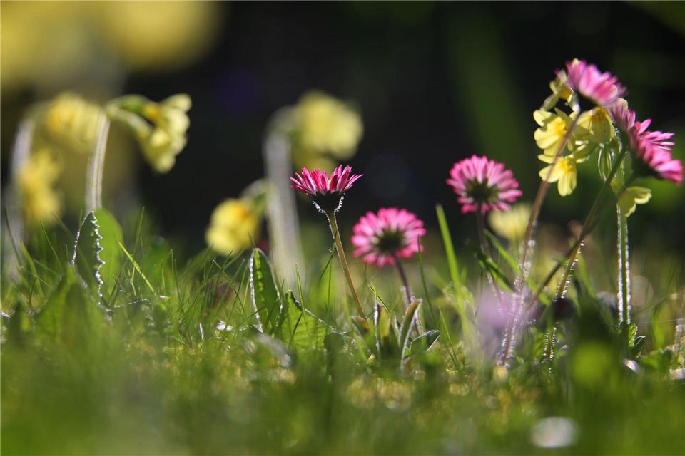 Im Kräuterrasen sind Wildkräuter wie etwa Gänseblümchen oder Schlüsselblumen enthalten.picture alliance / Karl-Josef Hildenbrand/dpa