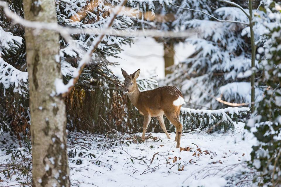 Im Kreis Nordfriesland sind Jäger und Jägerinnen angehalten, Wildtieren das Essen an Fütterungsstellen zu ermöglichen. (Symbolbild)Ulrich Perrey/dpa