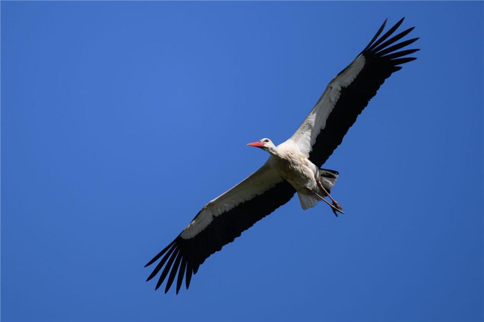 Im Kreis Stormarn ist ein toter Storch in einem Nest gefunden worden. (Symbolbild)Robert Michael/dpa