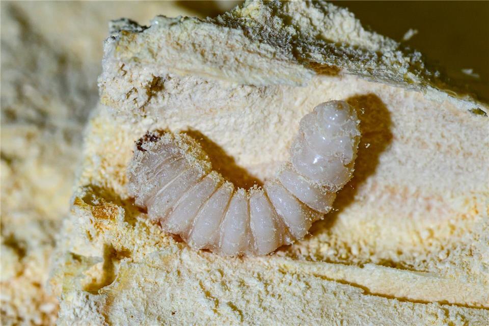 Im Labor herrschen Wärme und Feuchtigkeit - ideal für die Larven. Patrick Pleul/dpa