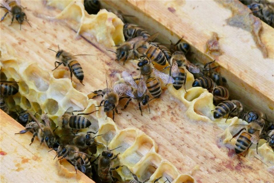 Im Landkreis Dahme-Spreewald setzt das Veterinäramt nun auf Proben der Bienenvölker. (Symbolbild)Alina Grünky/dpa