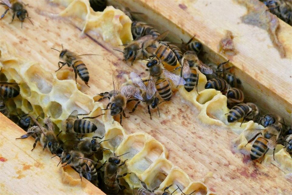 Im Landkreis Dahme-Spreewald weitet sich das Bienensterben durch die Seuche Amerikanische Faulbrut aus. (Symbolbild)Alina Grünky/dpa
