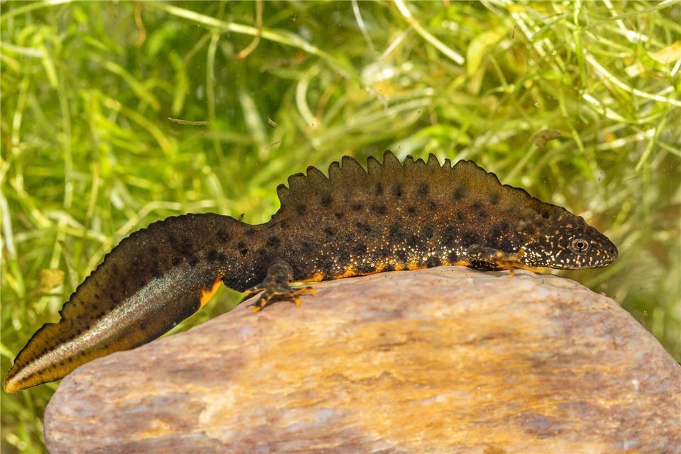 Im Landkreis Goslar wurde ein in Deutschland sehr seltener Kammmolch gefunden. (Archivfoto)Ralf Donat/Heinz Sielmann Stiftung/dpa