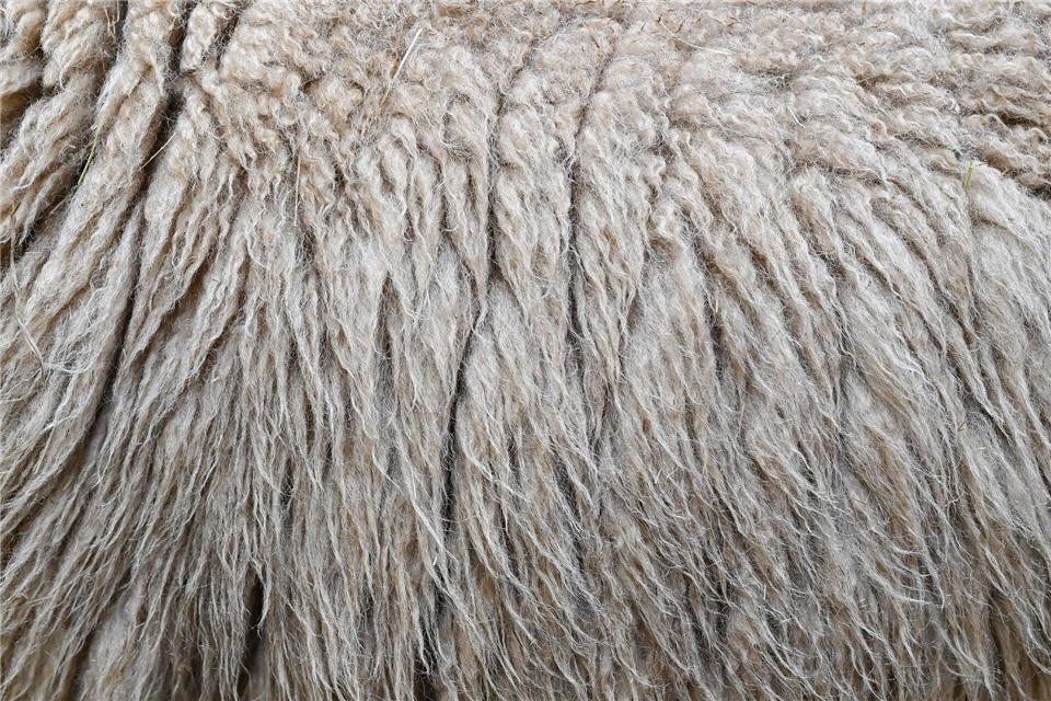 Im Landkreis Harburg verbrannte ein Mann Schafwolle - und muss mit einer hohen Strafe rechnen. (Symbolbild)Patrick Pleul/dpa-Zentralbild/ZB