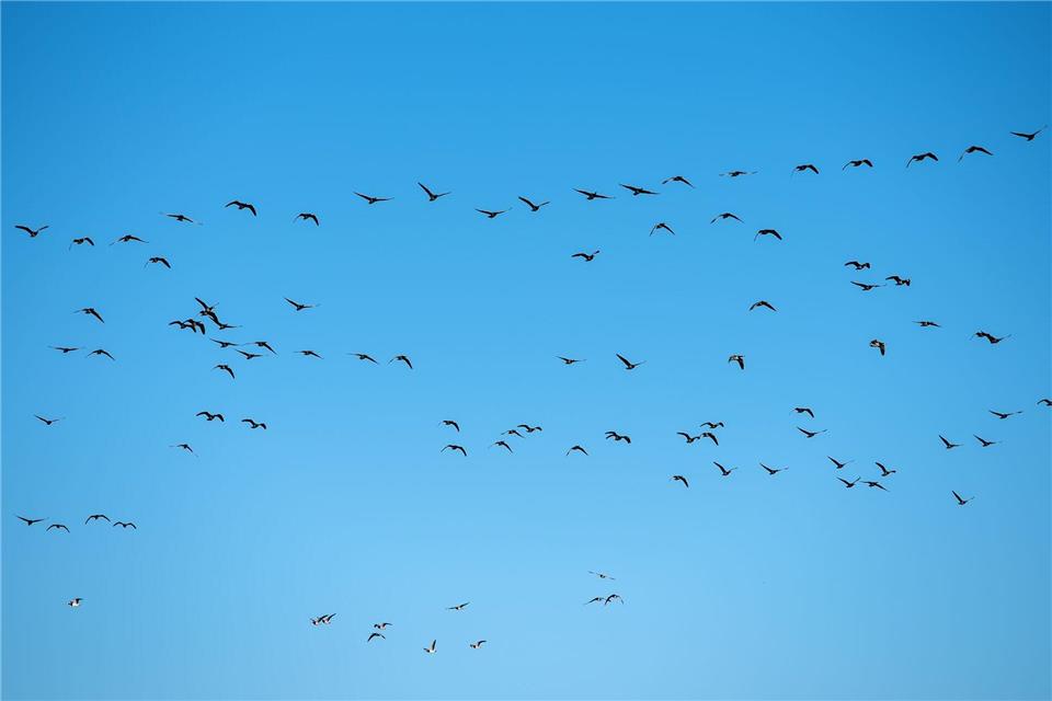 Im Landkreis Heilbronn wurde eine mit der Vogelgrippe infizierte Graugans gefunden. (Symbolbild)Daniel Bockwoldt/dpa
