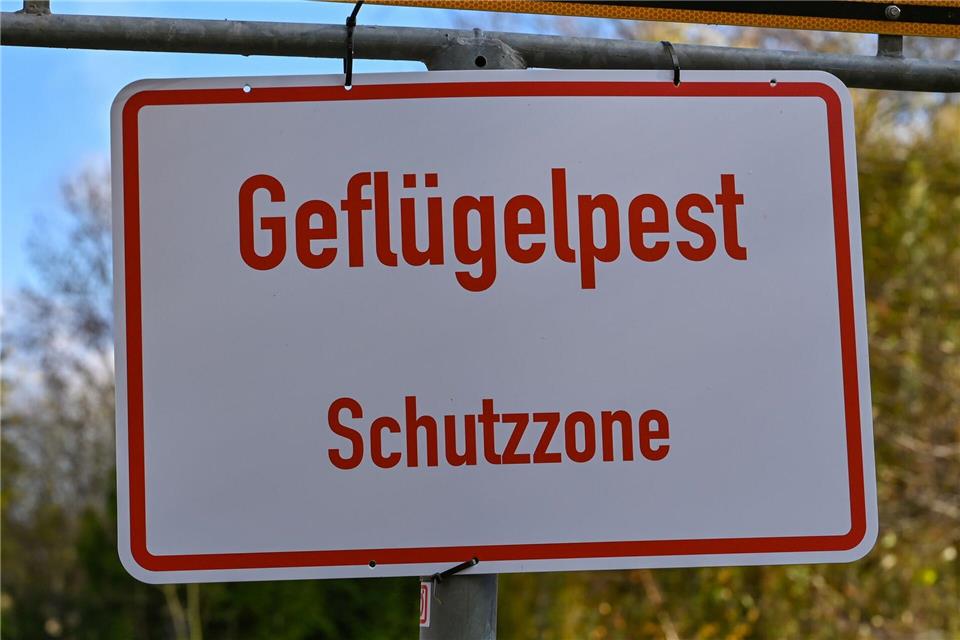 Geflügelpest breitet sich in Betrieben in Brandenburg aus  Im Landkreis Märkisch-Oderland sind weitere Geflügelbetriebe mit zehntausenden Tieren von der Vogelgrippe betroffen. (Archivbild)Patrick Pleul/dpa-Zentralbild/dpa
