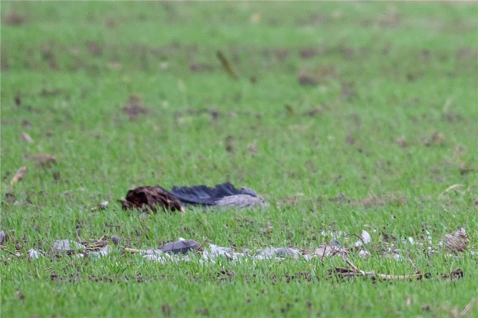 Im Landkreis Reutlingen ist ein mit Vogelgrippe infizierter Kranich entdeckt worden. (Symbolbild) Christophe Gateau/dpa