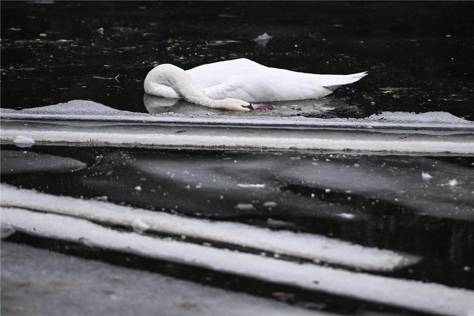 Im Landwehrkanal trieben tote Schwäne tagelang im Wasser oder waren festgefroren im Eis. (Archivbild)Britta Pedersen/dpa