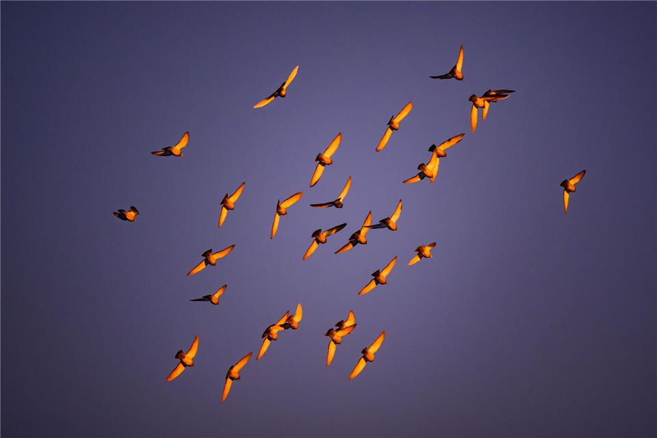 Im Licht der Morgensonne leuchten die Flügel von Tauben, die am Himmel über der Stadt Cottbus fliegen. Patrick Pleul/dpa