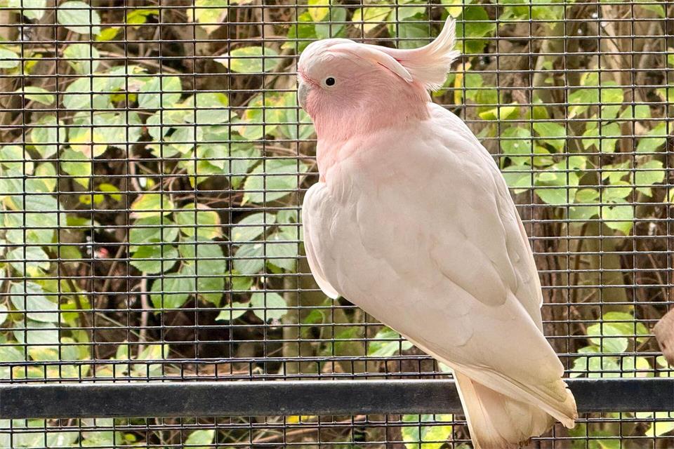 Im Lone Pine Koala Sanctuary leben die meisten Vögel in Volieren, wie dieser Inka-Kakadu.Carola Frentzen/dpa
