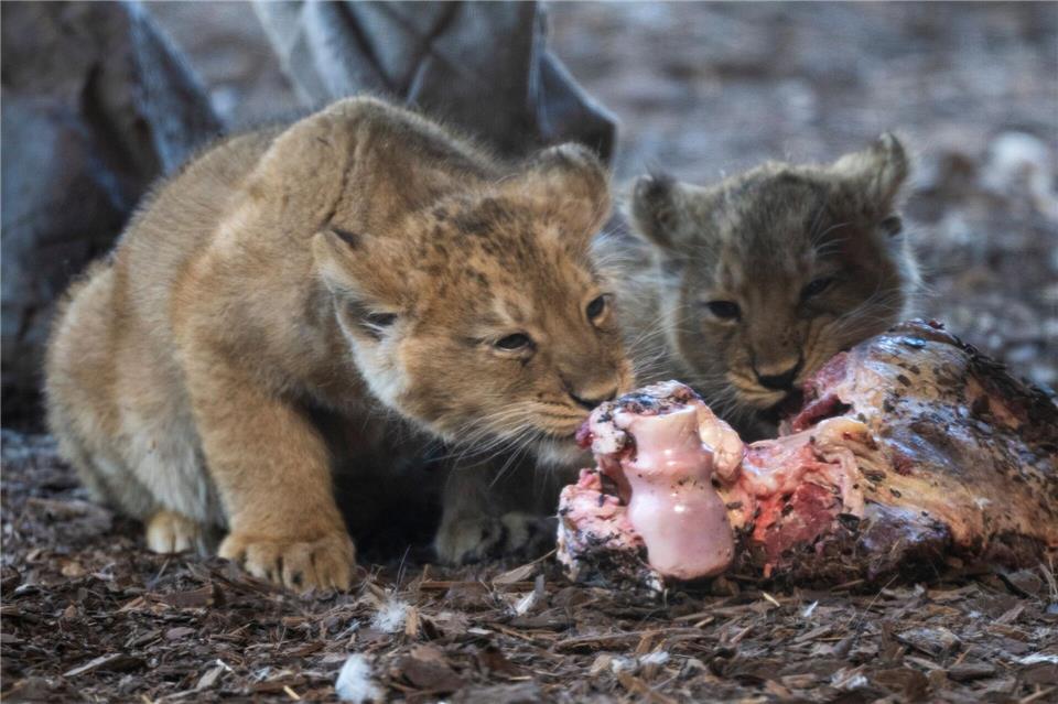 Im März haben die kleinen Löwen im Schweriner Zoo den Wintergarten des Rote-Liste-Zentrums erkundet. (Archivbild)Philip Dulian/dpa