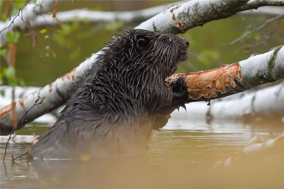 Im Mai kündigt sich bei den Bibern Nachwuchs an. (Symbolbild)Patrick Pleul/dpa-Zentralbild/dpa