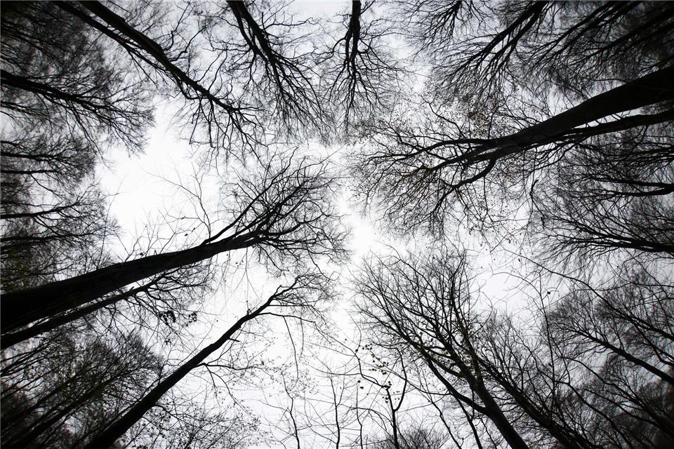 Im Moment geht es dem Wald im Norden etwas besser. Doch die Zukunft birgt Risiken.Christian Charisius/dpa