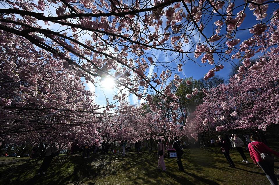 Im Münchner Olympiapark blühen bereits die Bäume.Felix Hörhager/dpa