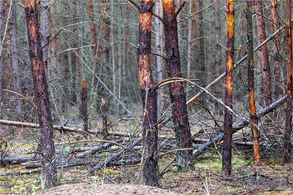 Im Müritz-Nationalpark schwelt noch in einer Stelle Feuer. Es sei unter Kontrolle, heißt es vom Nationalparkamt. (Archivbild)Jens Büttner/dpa
