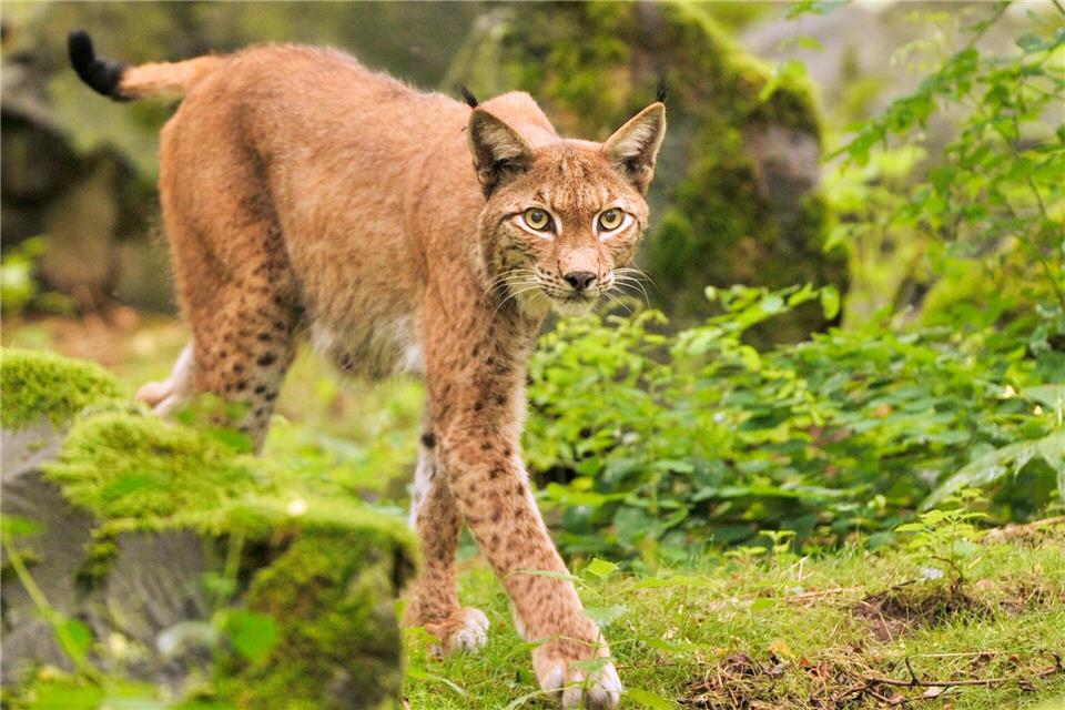 Im Nationalpark Harz hat eine Luchsin drei Kätzchen zur Welt gebracht. (Archivfoto)Boris Roessler/dpa