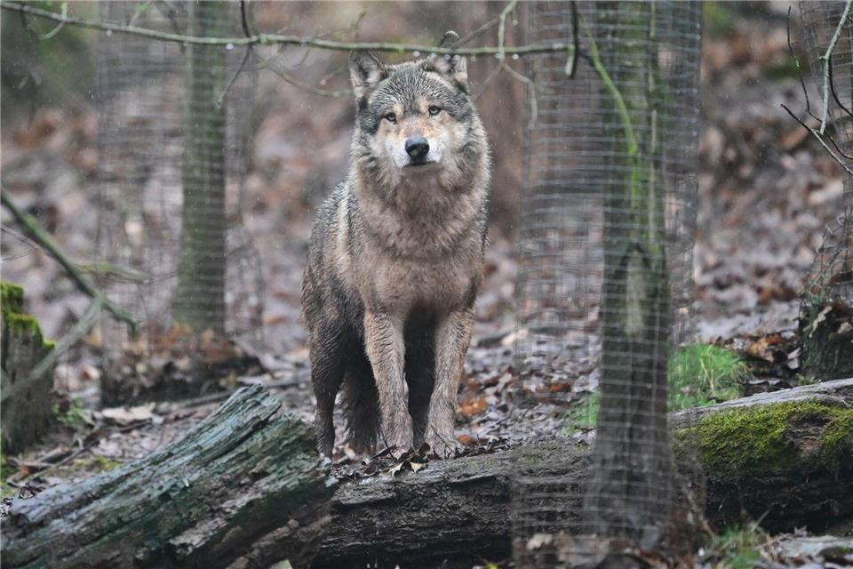 Im Nationalpark versuchen Jäger seit eineinhalb Wochen, einen Wolf zu erlegen. (Archiv)Bernd Weißbrod/dpa