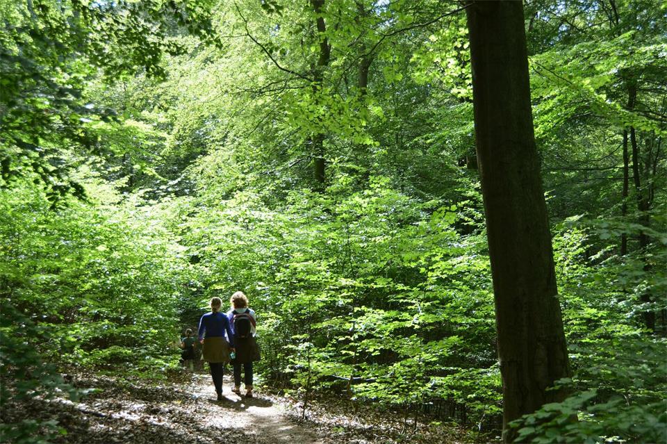 Im Naturpark-Kellerwald wurden spezielle Wanderwege als „Kellerwald-Juwele“ ausgezeichnet. (Archivbild)Uwe Zucchi/dpa